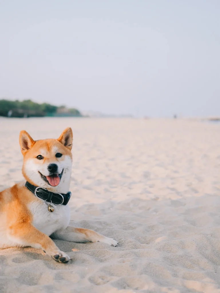 Hund an Strand